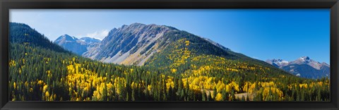 Framed Aspen trees on mountain, Little Giant Peak, King Solomon Mountain, San Juan National Forest, Colorado, USA Print