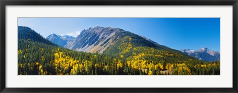 Framed Aspen trees on mountain, Little Giant Peak, King Solomon Mountain, San Juan National Forest, Colorado, USA Print