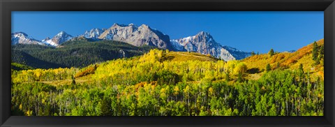 Framed Aspen trees with mountains in the background, Uncompahgre National Forest, Colorado Print