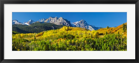 Framed Aspen trees with mountains in the background, Uncompahgre National Forest, Colorado Print