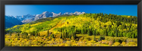 Framed Aspen trees on mountains, Uncompahgre National Forest, Colorado Print