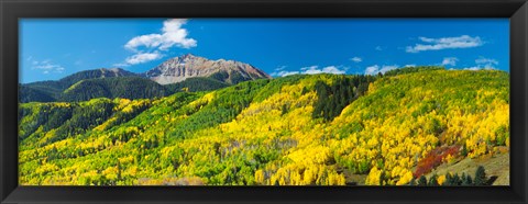 Framed Aspen trees with mountain in the background, Sunshine Peak, Uncompahgre National Forest, near Telluride, Colorado, USA Print