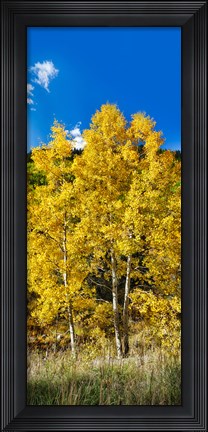Framed Aspen trees in a forest along Ophir Pass, Umcompahgre National Forest, Colorado, USA Print