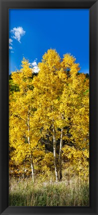Framed Aspen trees in a forest along Ophir Pass, Umcompahgre National Forest, Colorado, USA Print