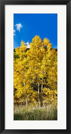 Framed Aspen trees in a forest along Ophir Pass, Umcompahgre National Forest, Colorado, USA Print