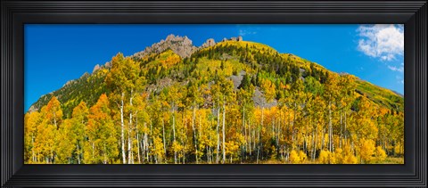 Framed Aspen trees on mountain, Ophir Pass, San Juan Mountains, Uncompahgre National Forest, Colorado, USA Print