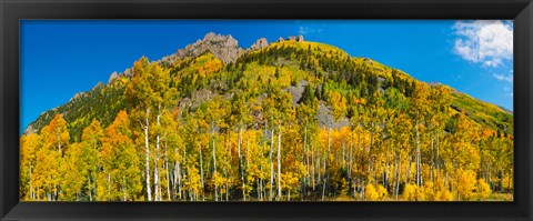 Framed Aspen trees on mountain, Ophir Pass, San Juan Mountains, Uncompahgre National Forest, Colorado, USA Print