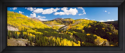Framed Aspen trees on a mountain, San Juan National Forest, Colorado, USA Print