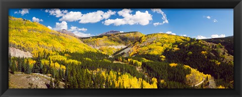 Framed Aspen trees on a mountain, San Juan National Forest, Colorado, USA Print