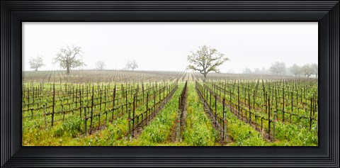 Framed Oak trees in a vineyard, Guerneville Road, Sonoma Valley, Sonoma County, California, USA Print