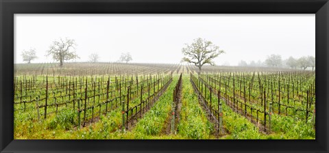 Framed Oak trees in a vineyard, Guerneville Road, Sonoma Valley, Sonoma County, California, USA Print