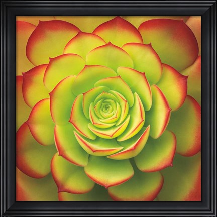 Framed Fiery Succulent Print