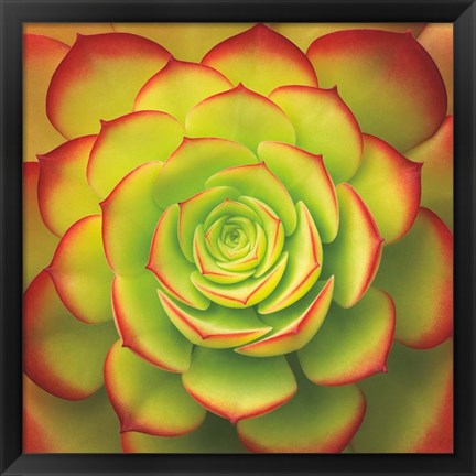 Framed Fiery Succulent Print