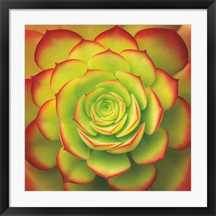 Framed Fiery Succulent Print