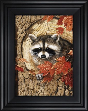 Framed Raccoon Print