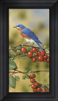 Framed Bluebird Print