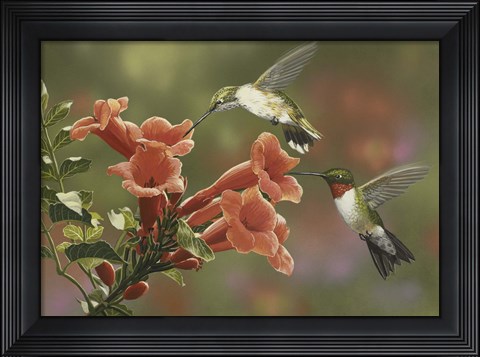 Framed Hummingbirds and Trumpet Flowers Print