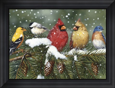 Framed Backyard Birds On Snowy Branch Print
