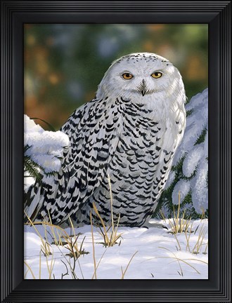 Framed Snowy Owl Print