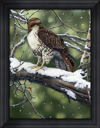 Framed Red Tailed Hawk Print