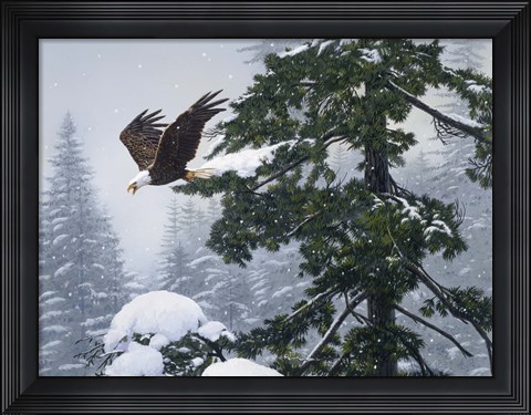 Framed Soaring Eagle / Winter Print