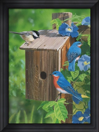Framed Birds At The Feeder (Bluebirds) Print