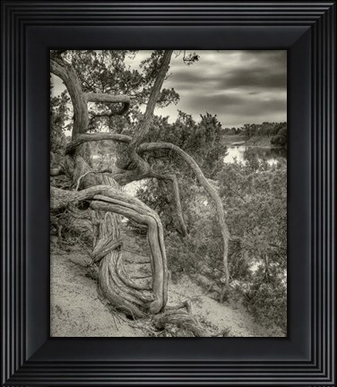 Framed Gorgon Print