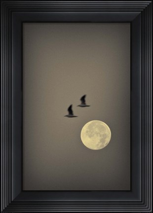 Framed Two Gulls Print