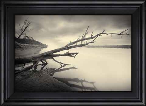 Framed Cambium I Print