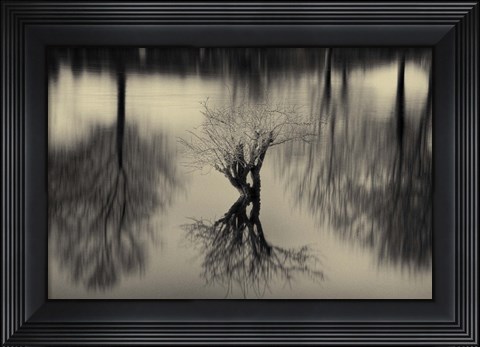 Framed Rhizomes Print