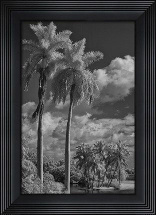 Framed Eleven Palms Print