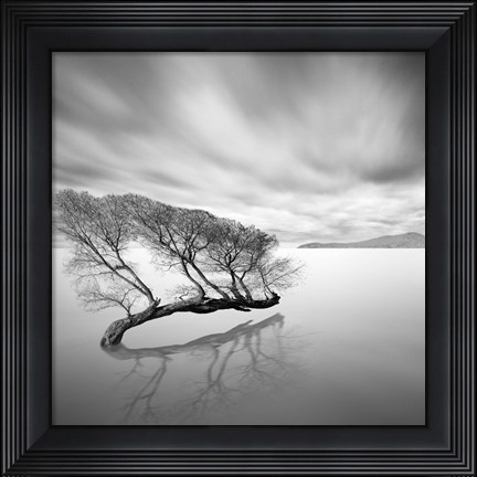 Framed Water Tree VII Print