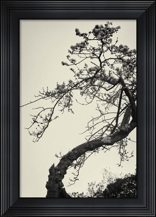 Framed Winter Plum Print