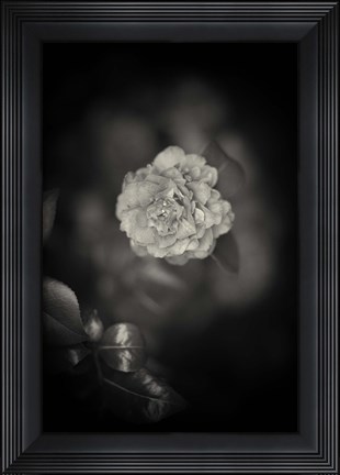 Framed Free Agency Print