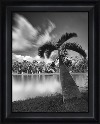 Framed Strange Oasis Print