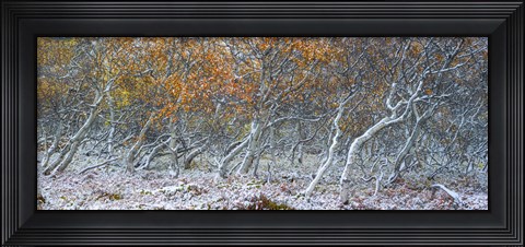 Framed Tired Trees 1 Print