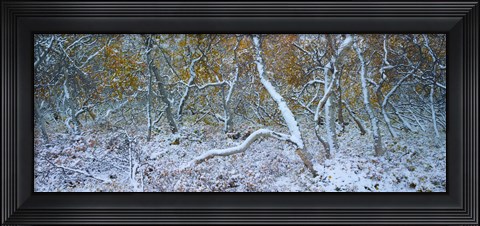 Framed Tired Trees 3 Print
