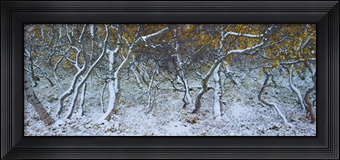 Framed Tired Trees 4 Print
