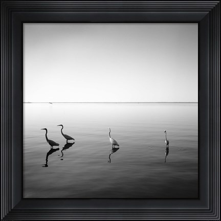 Framed 4 Herons - square Print