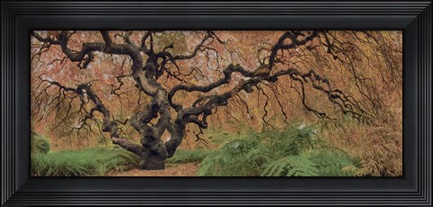 Framed Old Maple Color Print