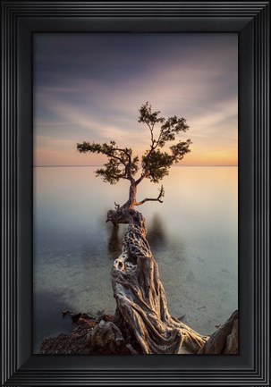 Framed Water Tree III Print