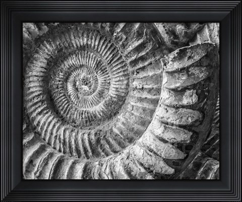Framed Amonita 1 Print