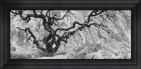 Framed Old Maple Print