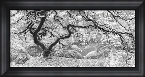 Framed Tree Final B&amp;W Print