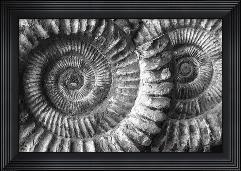 Framed Amonita 3 Print