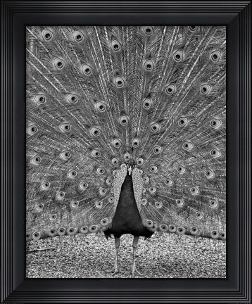 Framed Myth of Argus Print