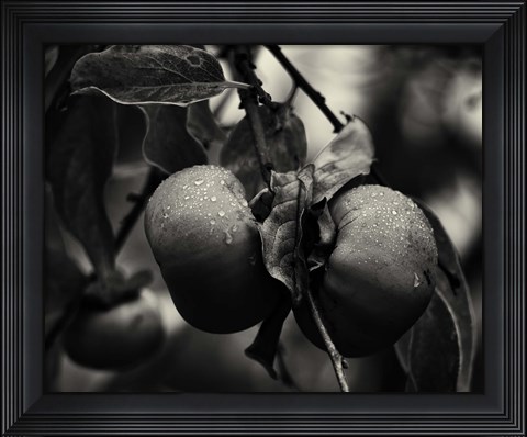 Framed Three Persimmons in the Rain Print