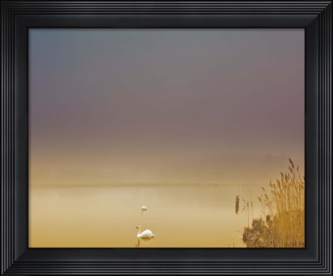 Framed Fog of Peace Print