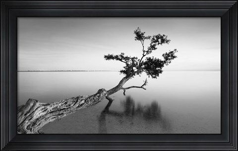 Framed Water Tree IX Print