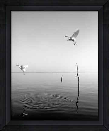 Framed Flying Print